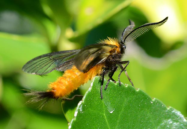 飛び立とうとするミノウスバのオス