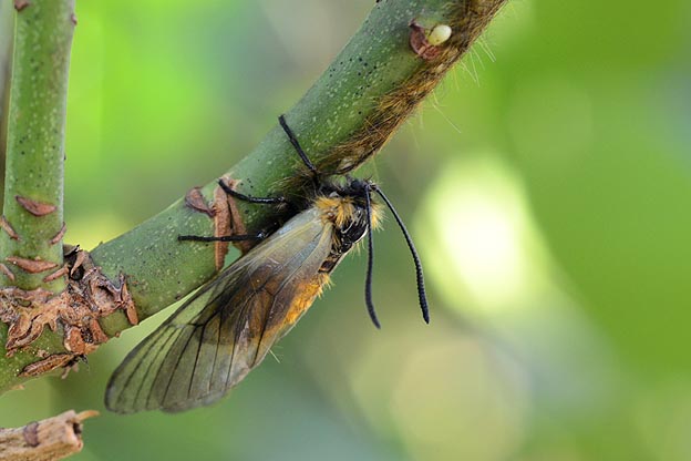 産卵場に残るミノウスバのメス