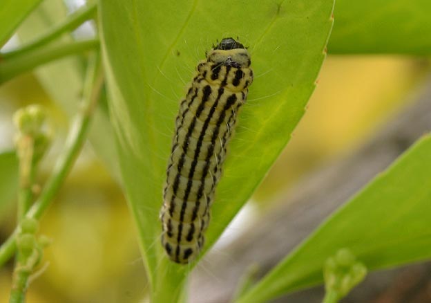 春のミノウスバの幼虫