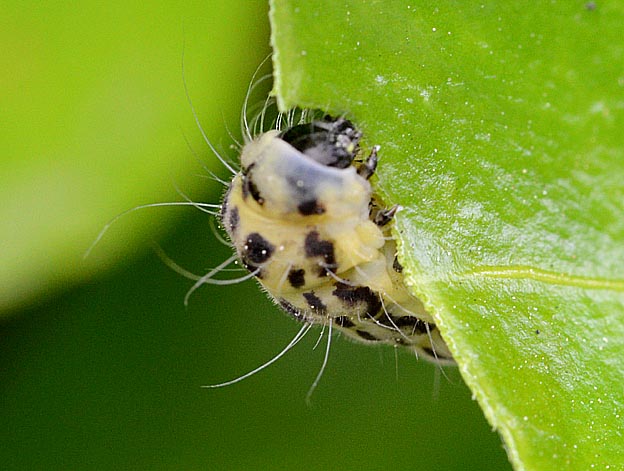 マサキの葉を食べるミノウスバ