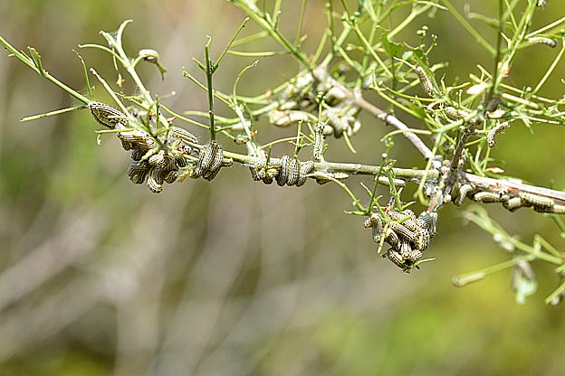 ミノウスバの幼虫の集団