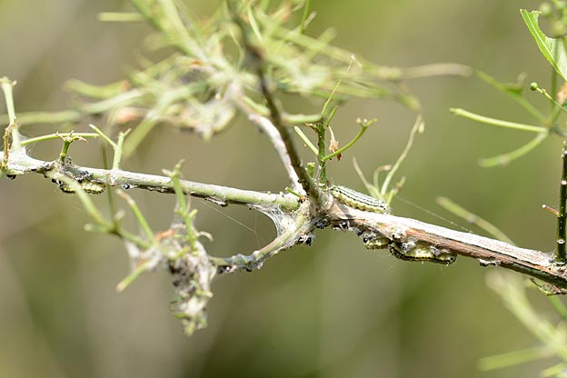 数が減ったミノウスバの幼虫