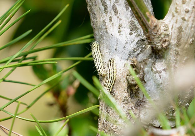 幹を歩くミノウスバの幼虫