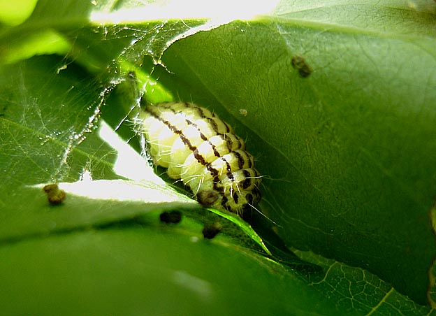 前蛹前のミノウスバ