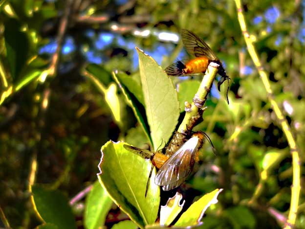 産卵と交尾をするミノウスバ