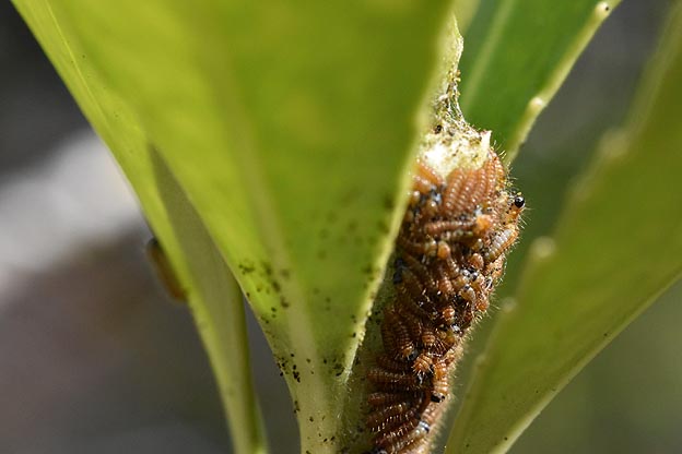 ミノウスバの若齢幼虫の写真