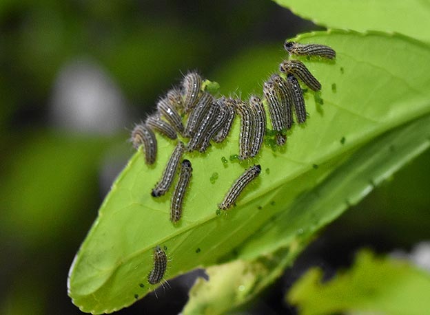 ミノウスバの3齢？幼虫の写真