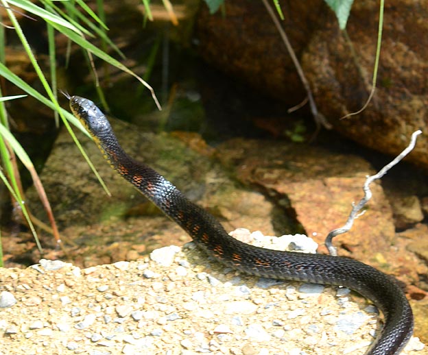 黒味の強いヤマカガシ