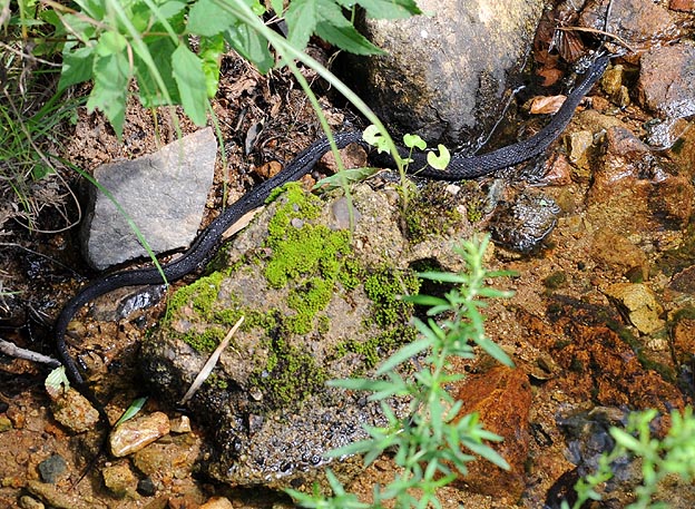 ほとんどが黒色のヤマカガシ