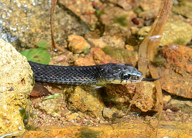 ヤマカガシの頭部