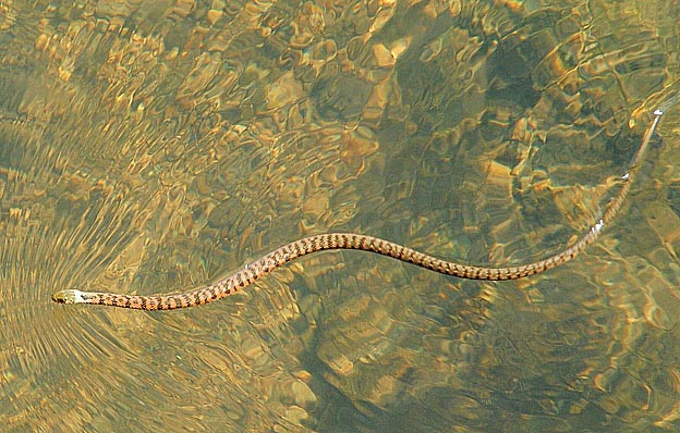 ヤマカガシの幼蛇