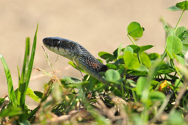 猪名川河川敷のヤマカガシ