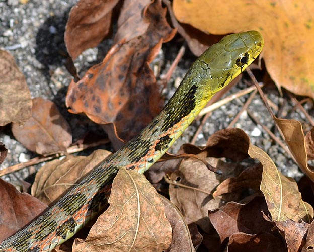 ヤマカガシの頭部