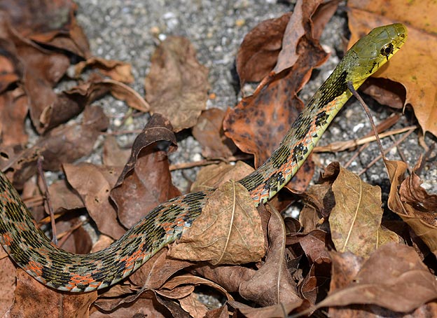 ヤマカガシの写真