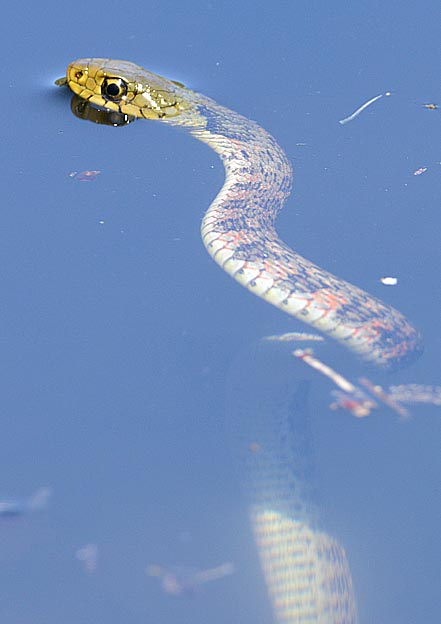 水中のヤマカガシ
