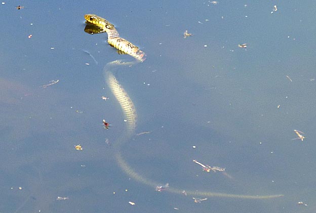 水中のヤマカガシ