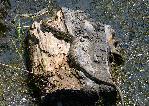 池にいたヤマカガシ