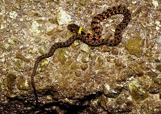 ヤマカガシの幼蛇