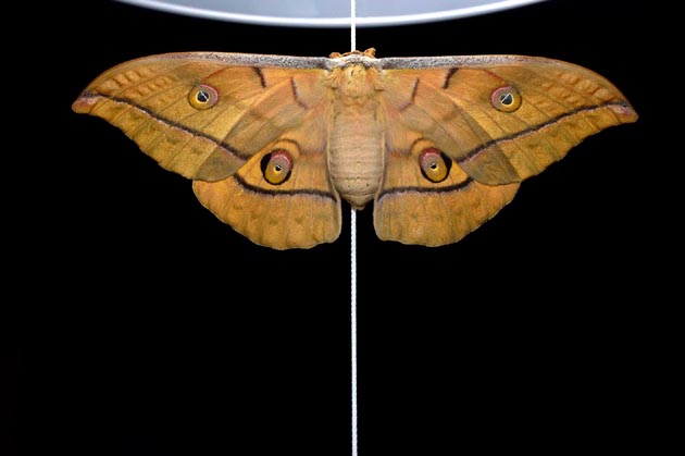 蛍光灯にとまったヤママユガのメス