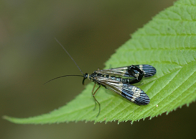 ヤマトシリアゲのオスの写真