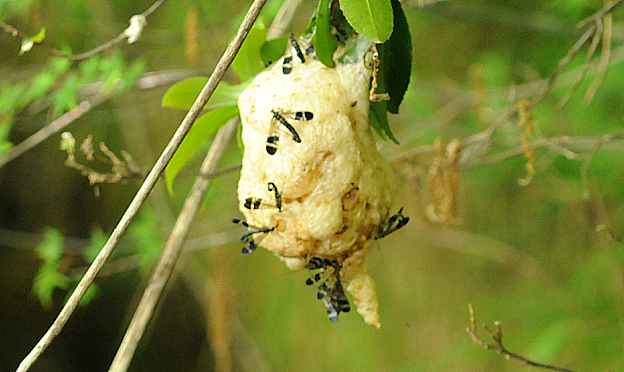 モリアオガエルの卵塊に来たヤマトシリアゲ