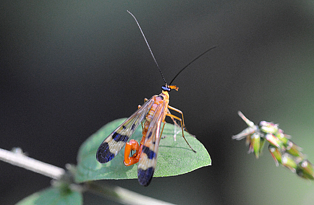 晩夏のシリアゲムシのオス