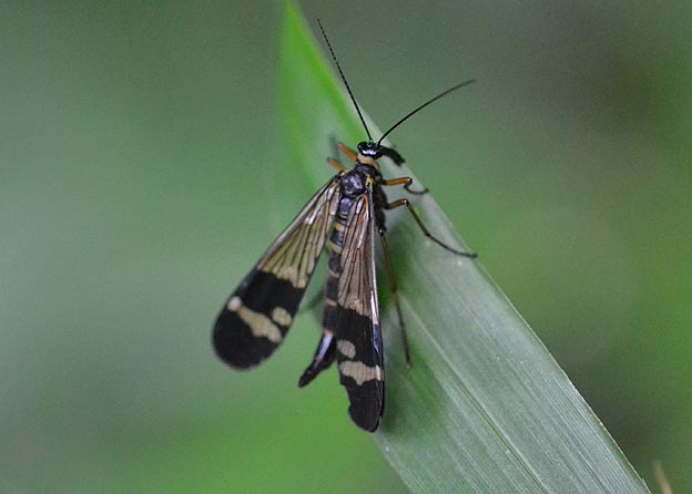 ヤマトシリアゲのメス