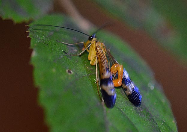 秋のシリアゲムシのオス