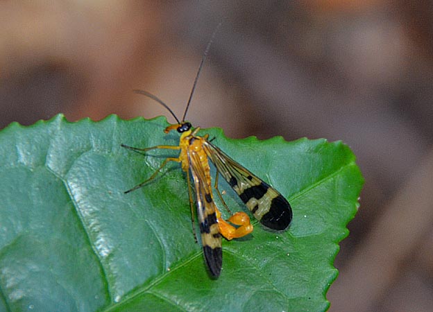ヤマトシリアゲのオス