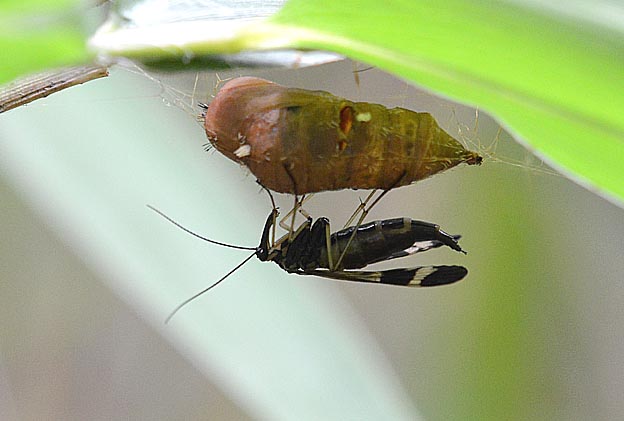 ガの蛹にとまったヤマトシリアゲ