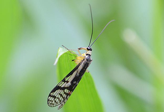 ホソマダラシリアゲの写真
