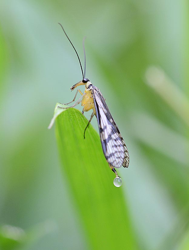 ホソマダラシリアゲの写真