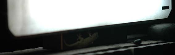 門灯に来たヤモリ