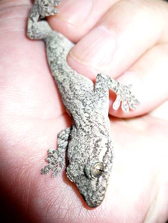 部屋の中にいたヤモリ