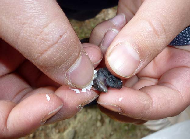 ニホンヤモリの卵を開く