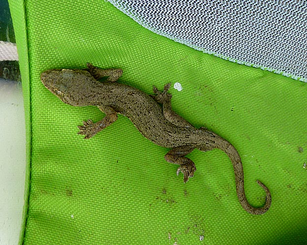 ニホンヤモリの写真