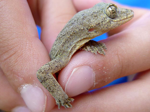 ニホンヤモリの頭部