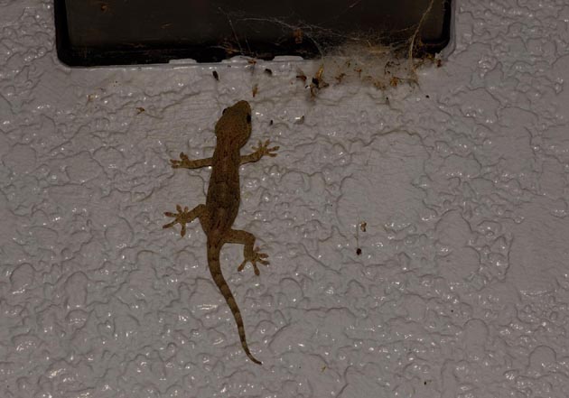 町の中のニホンヤモリ