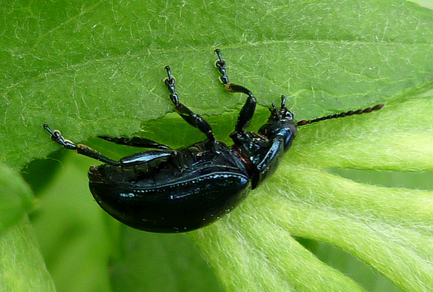 ヨモギの葉を食べるヨモギハムシ