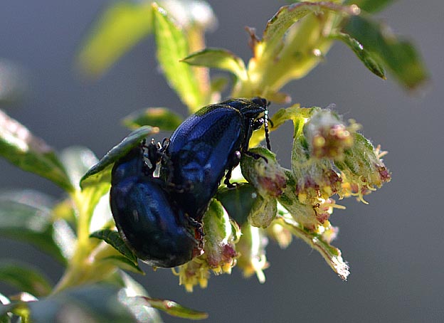 交尾中のヨモギハムシ