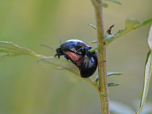 交尾中のヨモギハムシ