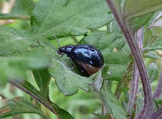 大きなおなかのヨモギハムシ