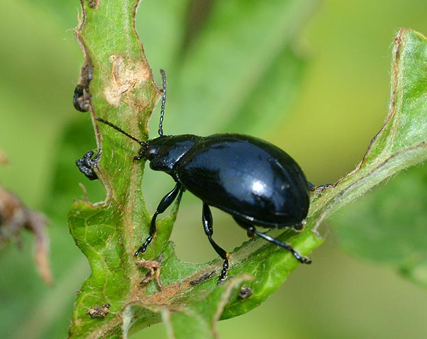 春のヨモギハムシ