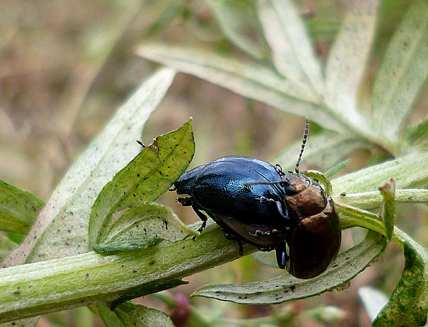 ヨモギハムシの交尾