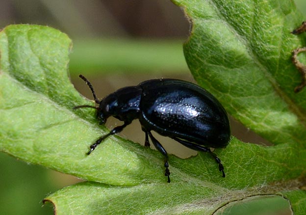 春のヨモギハムシ