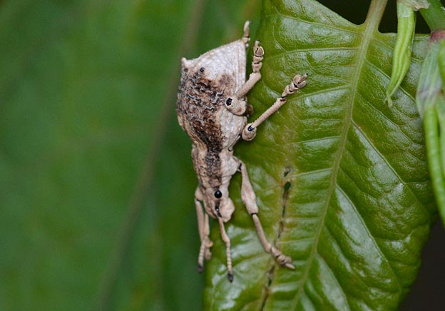 シロコブゾウムシの写真