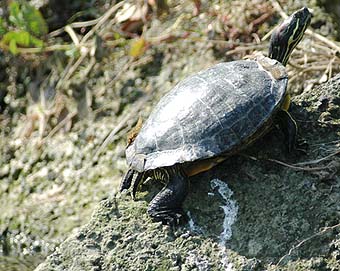 ミシシッピアカミミガメ