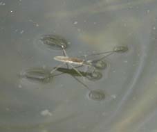 水面を泳ぐアメンボ