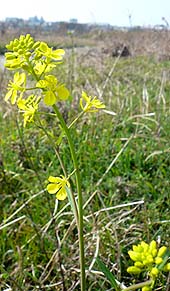 セイヨウカラシナの咲く河原