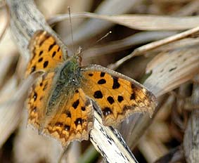 成虫越冬したキタテハ